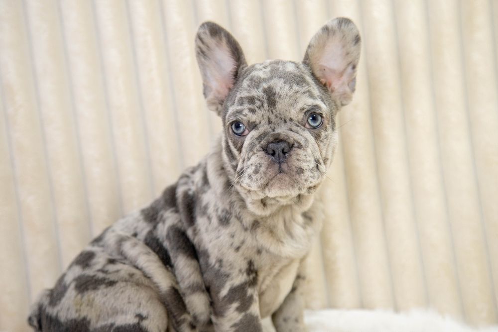 bulldog francez lilac merle