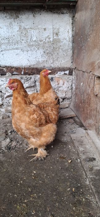 Продаю 5 курочек Полевая Брамма