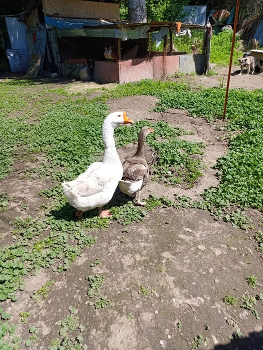 Продам лаванду и гусей