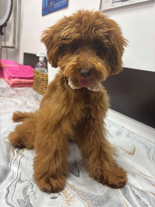 Pudel Mascul Red, 7 Luni – 5.000 Lei(Teddy)