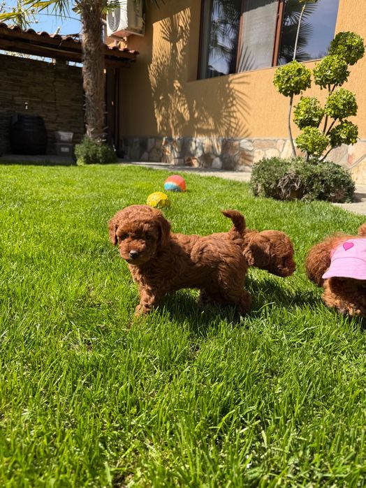 Пудел red poodle