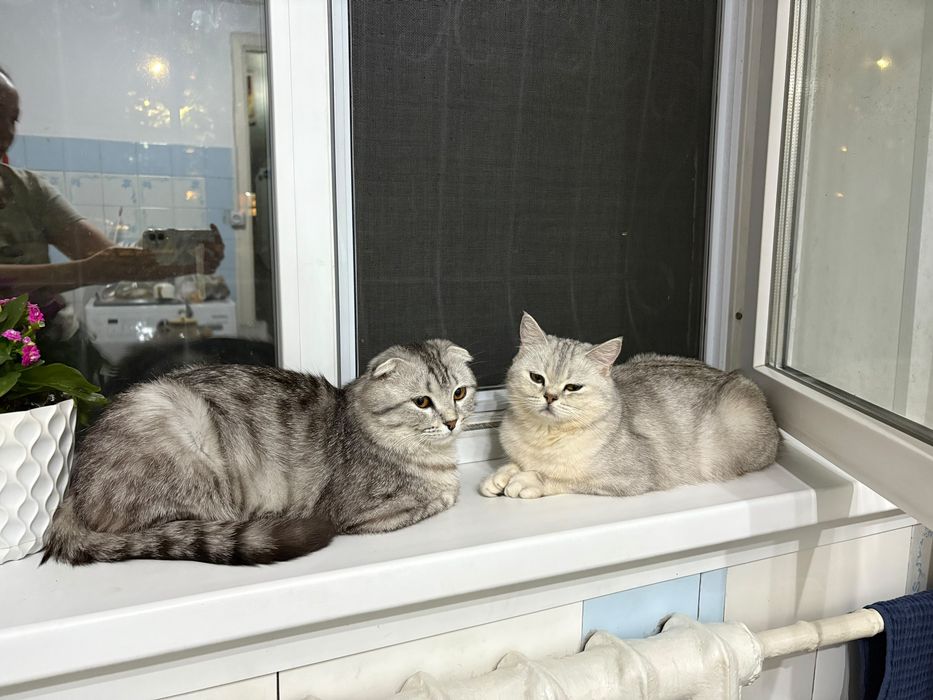 Серебристая шиншилла. Кошка.