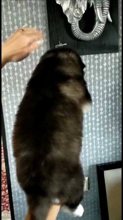 мальчик хаски красавчик с голубыми глазками