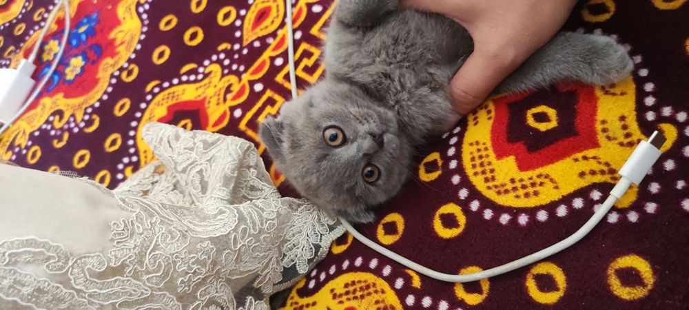 Продам котёнка вислоухий скотиш