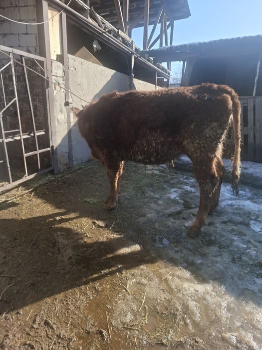 Продам телочку годовалую