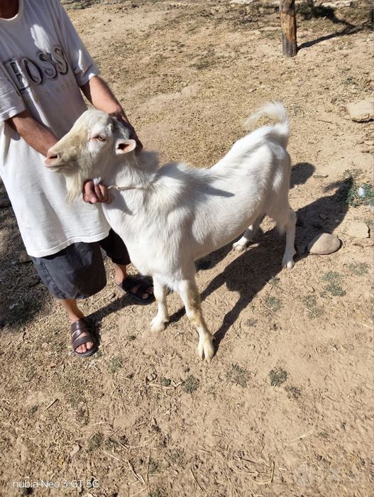 Parodasi lamancha narxi 6mln