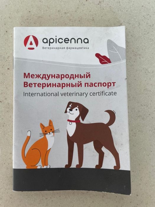 Мейн-кун  кошка белый цвет