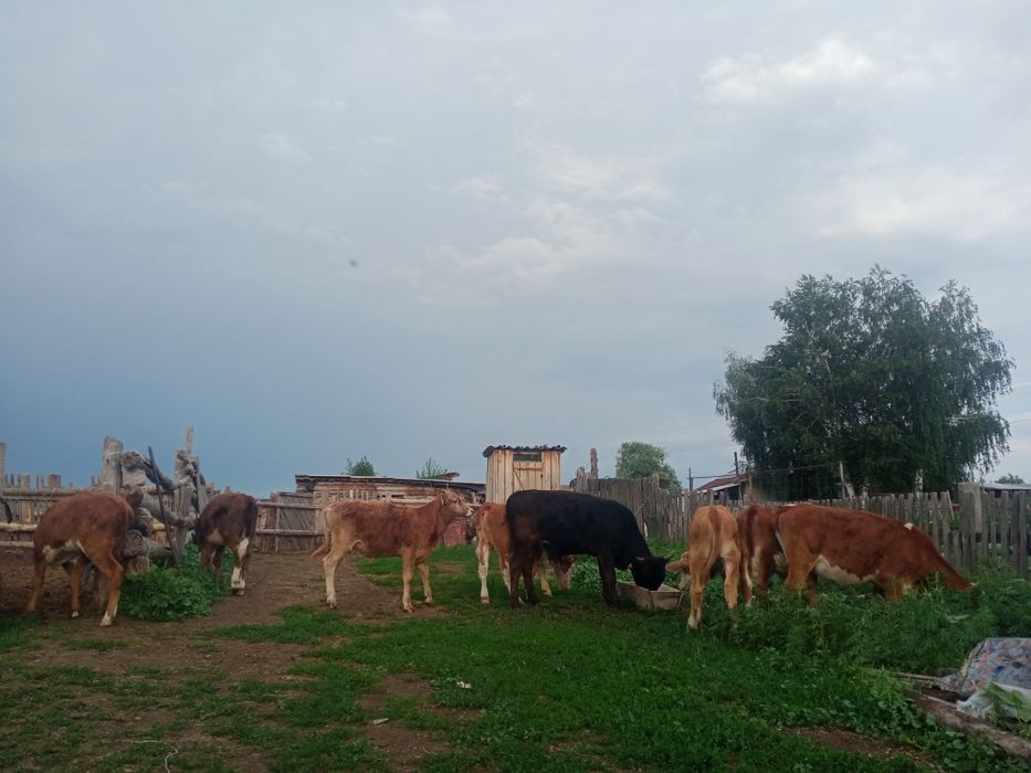 Теленки бұзаулар