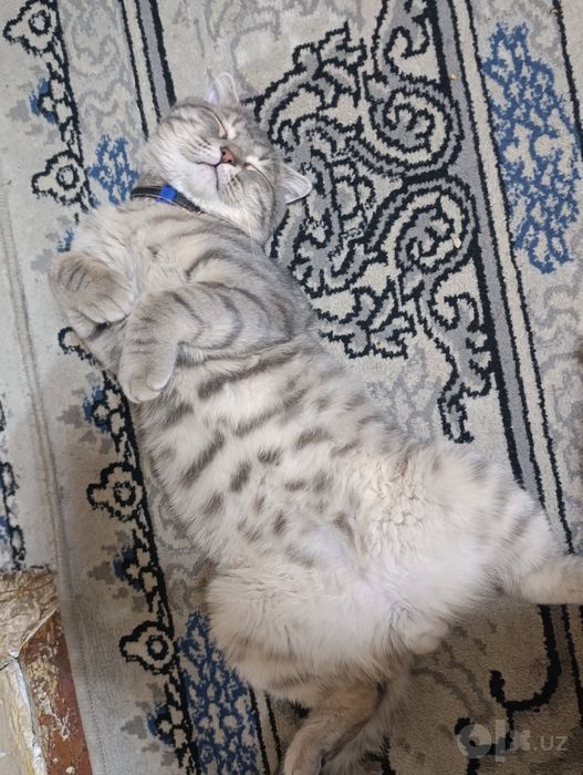 Вислоухий кот продается
