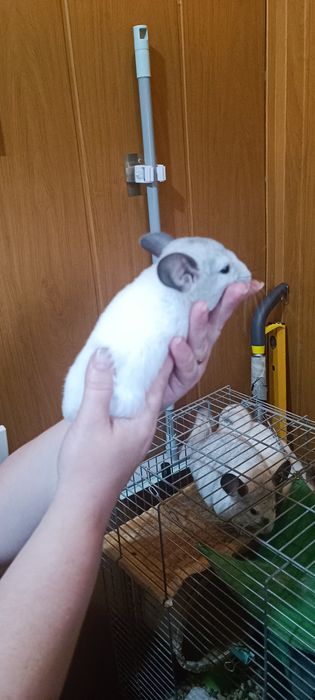 Продам щенков шиншиллы
