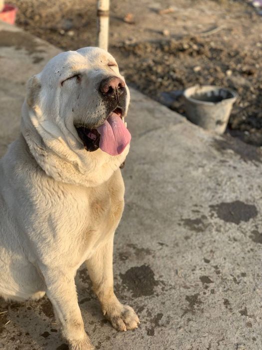 IT sotiladi ismi Avj