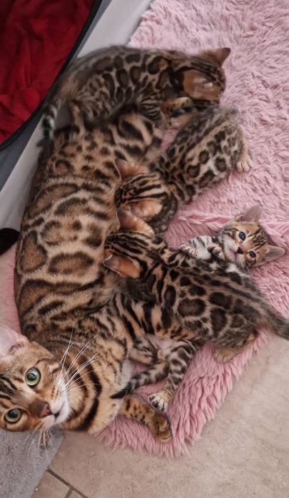 Бенгалска  котка