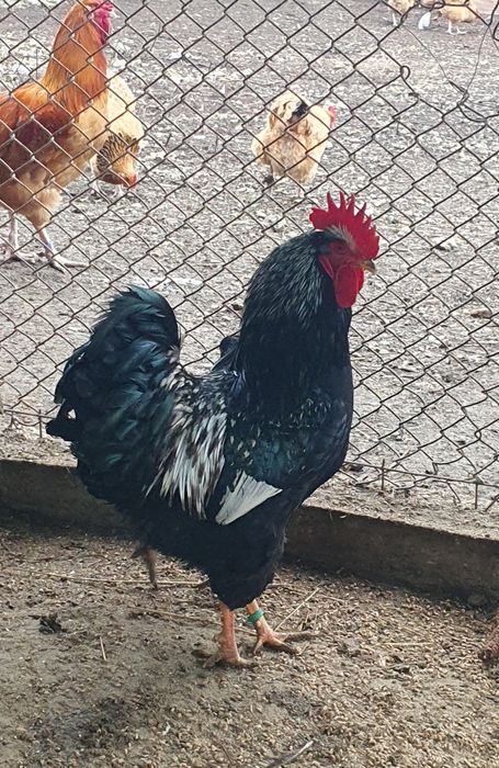 Barnevelder argintiu