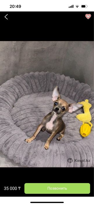 Продаем собаку чихуахуа