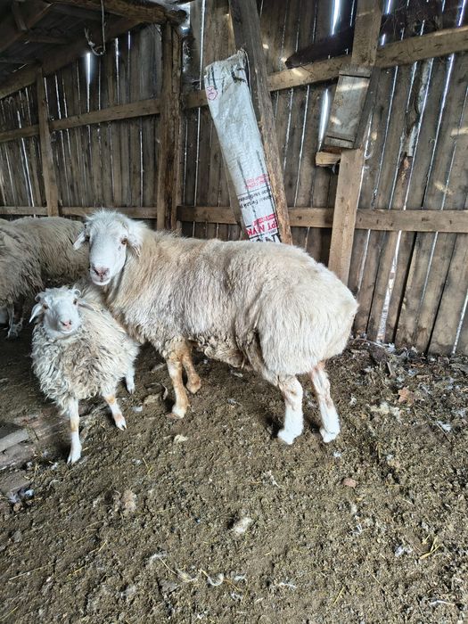 Продам курдючного крупного барана