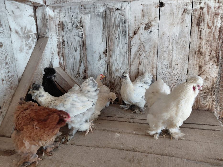 Cochin, mătase,si metisuri