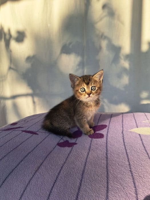 Yetuk mmf porno videolar