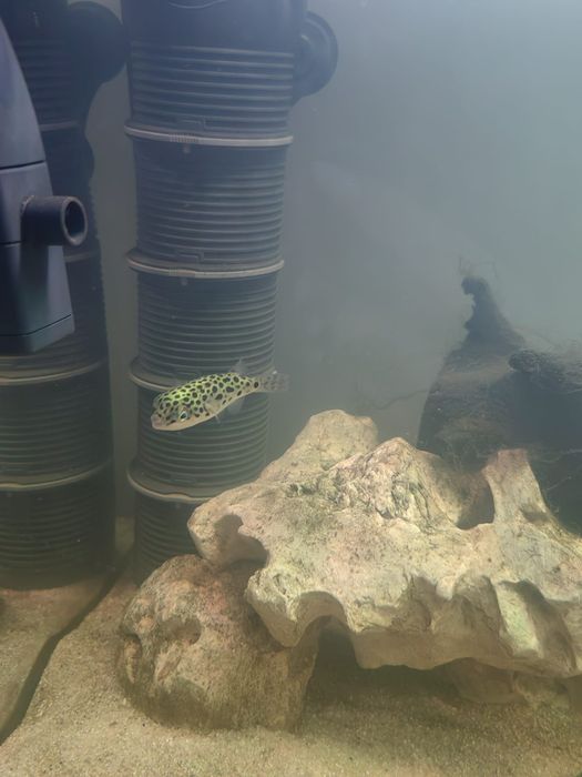 Vând acvariu 112L cu tetraodon nigroviridis