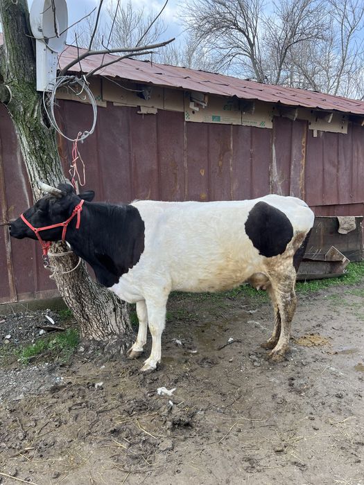 Бузаулы сиыр сатылады