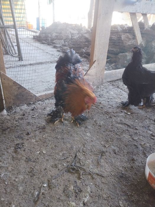 Брама тоза хуроз ва товуклари