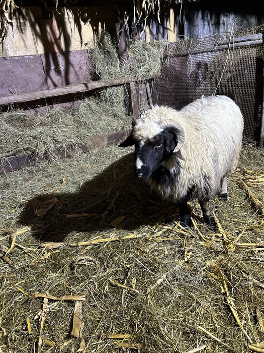 Mior disponibil breaz