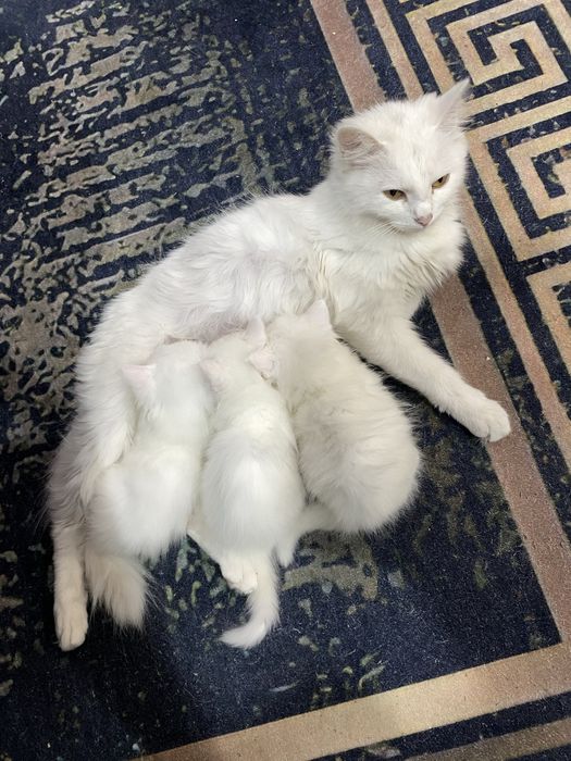 белые пушистые котята