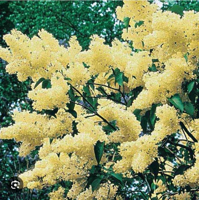 Жълт Люляк ("Primrose")