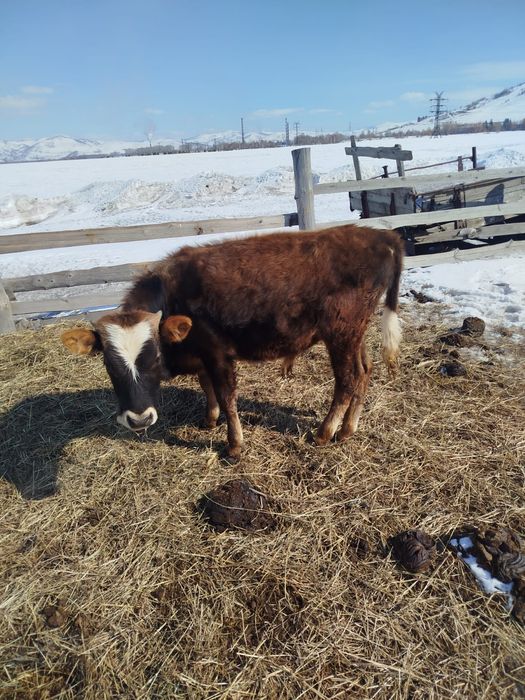 Продам бычков и нетель