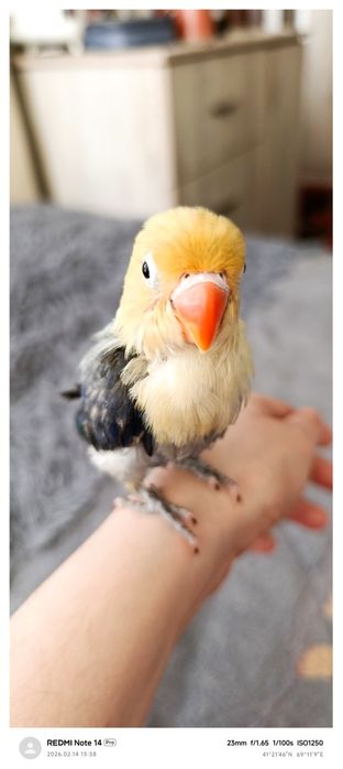 Popugay nerazluchka ruchnoy