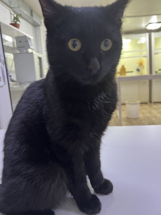 Отдам в добрые руки