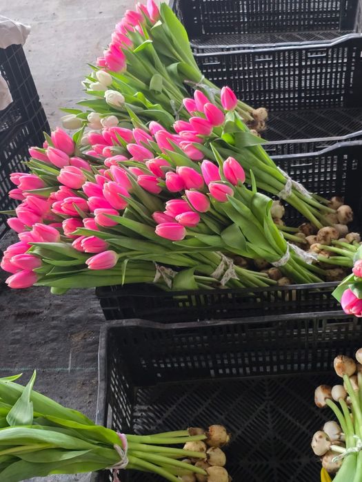 Продам тюльпаны