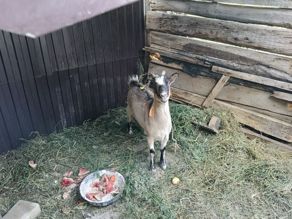 Продается  Коза Коза