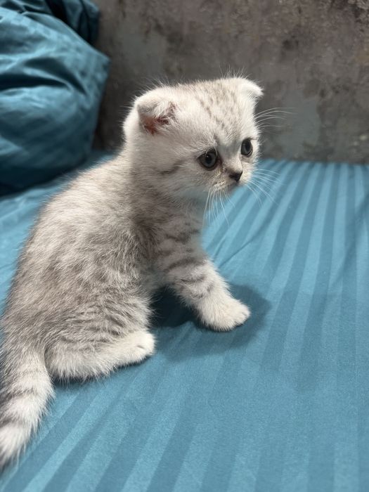 Шиншилла котенок шотланский вислоухий