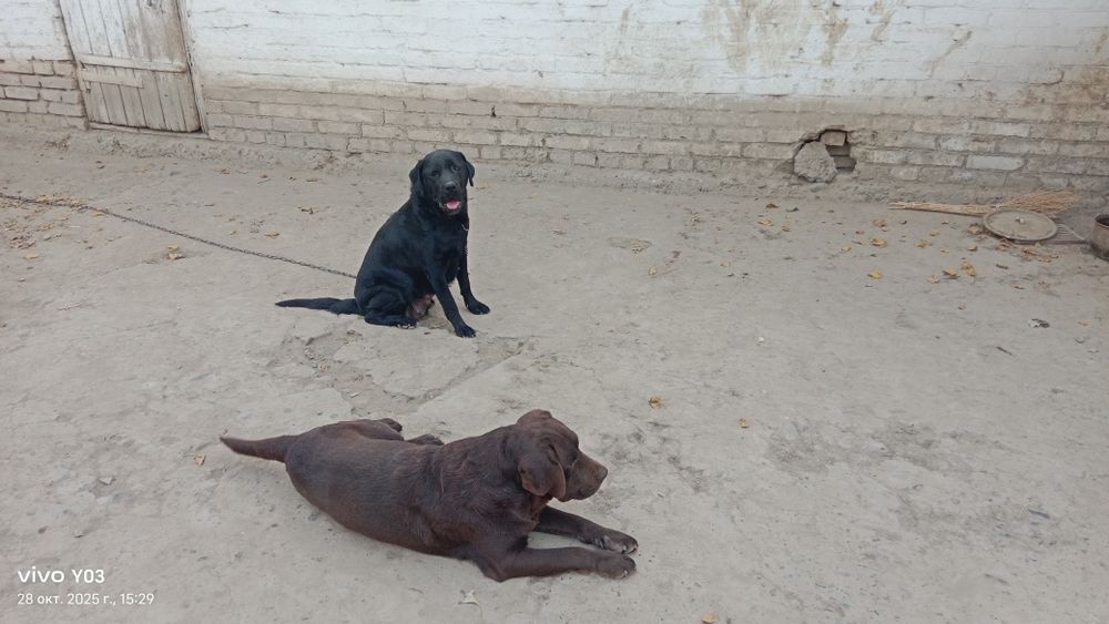 Лабрадор-ретривер