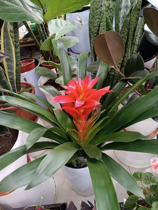 Комнатная растения Гусмания