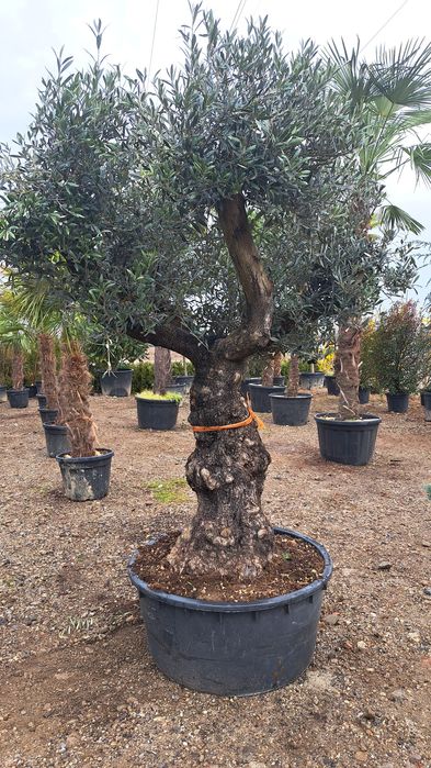 Vindem Palmieri Magnoli Platan Cedru etc