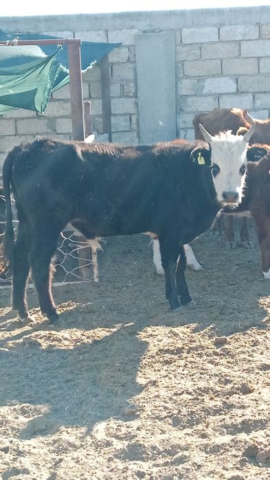 Ақта өгіздер сатылады