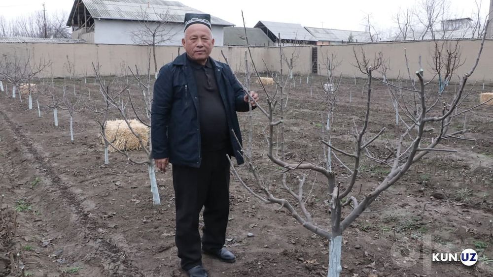Toshkent shahar bo'ylab daraxt kesish abreska qilish xizmati