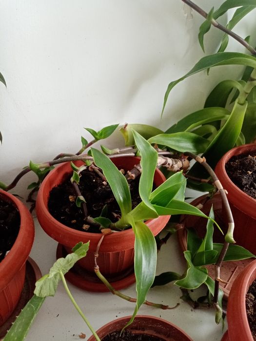 Продам растение Золотой ус