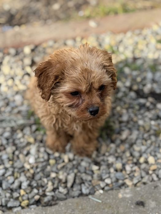 Vand baietel Cavapoo F1