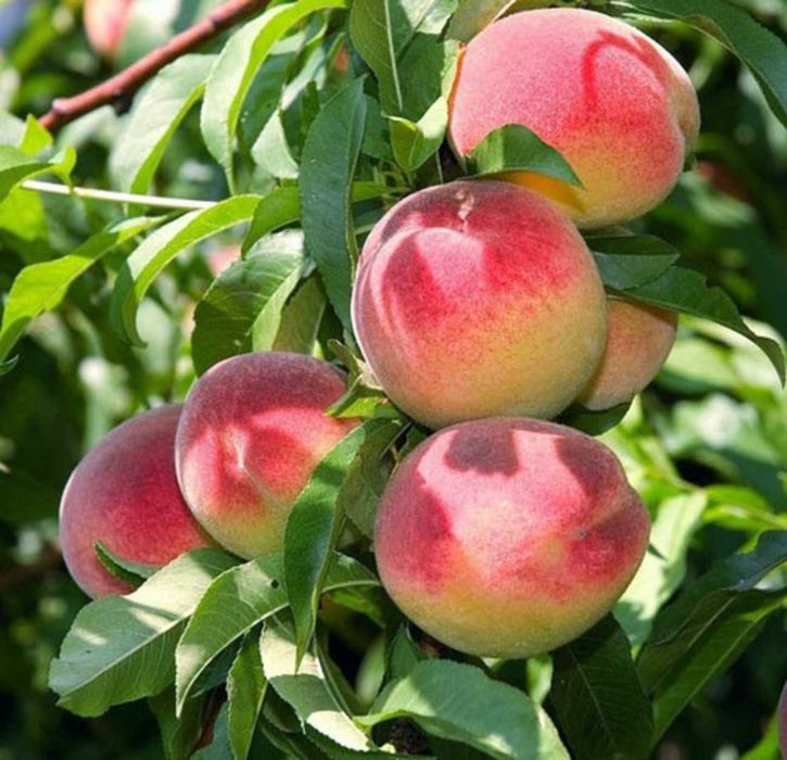 Вишня войлочная персик абрикос