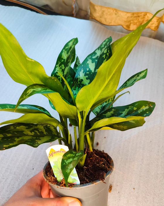 Комнатные растения в ассортименте