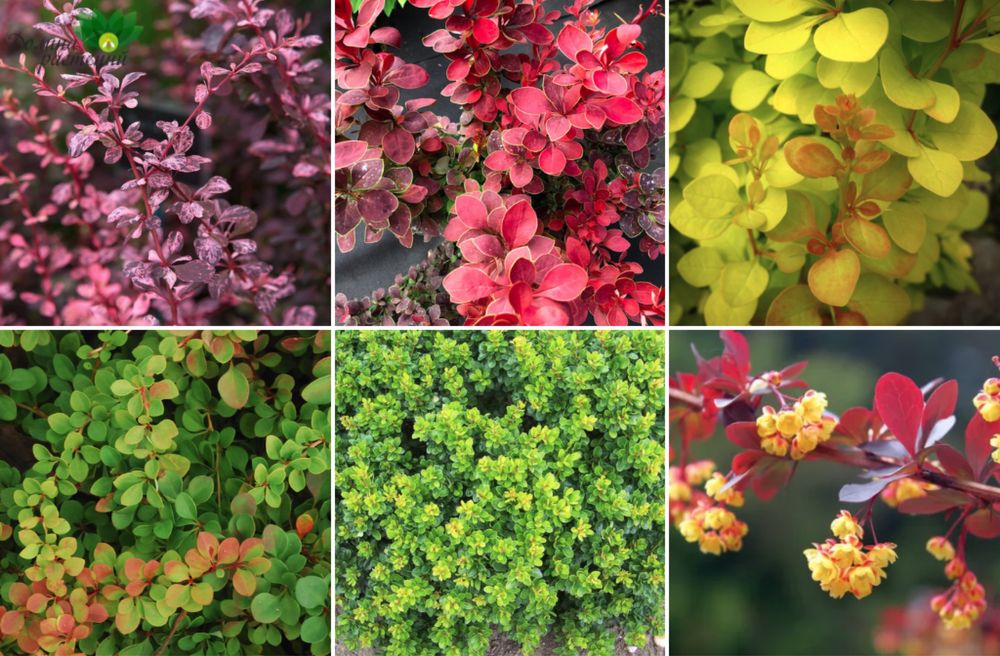 Барбарис более 30сортов