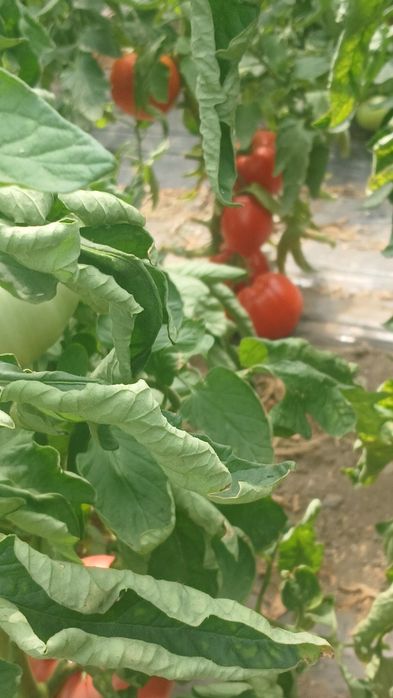 Roșii bio de solar