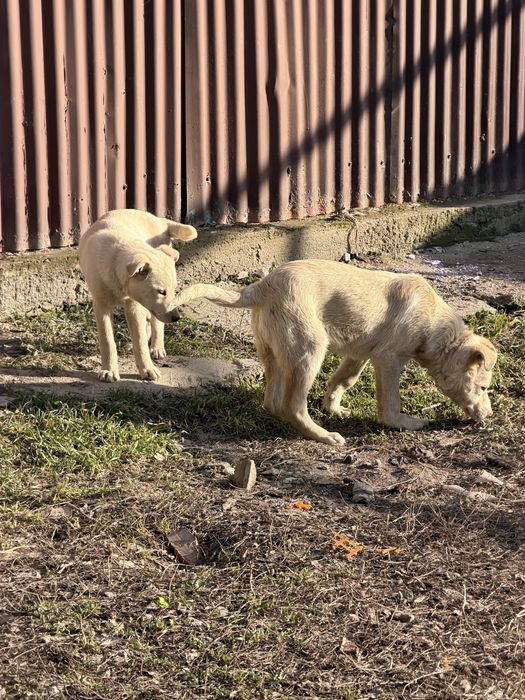 Щенок 5 месяцев оба