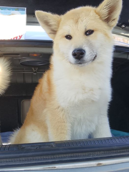 Акита Ину ( Хатико)