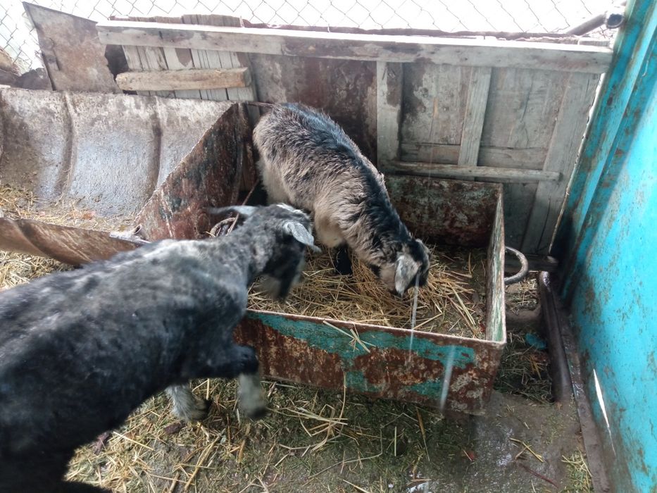 Ешкы сатылады ылаклы ешкы 1,700