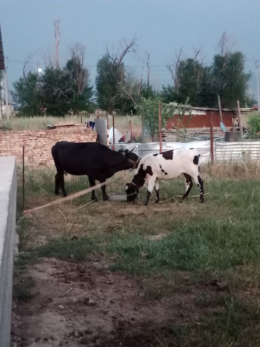 Бұзаулы сиыр  сатылады