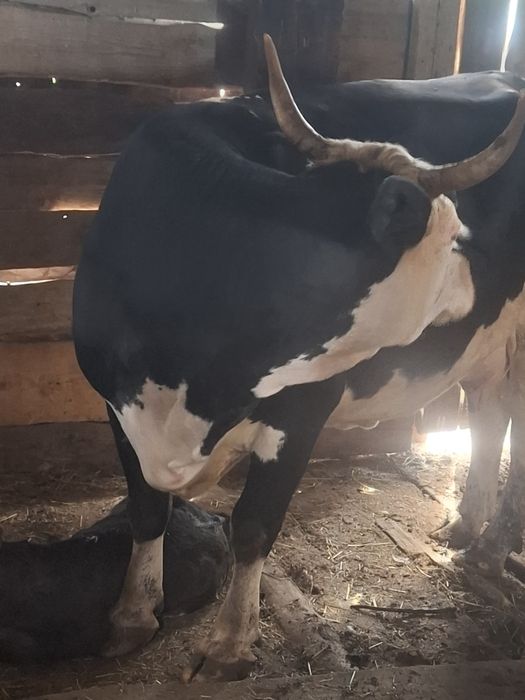 Продам корову 2,5 года