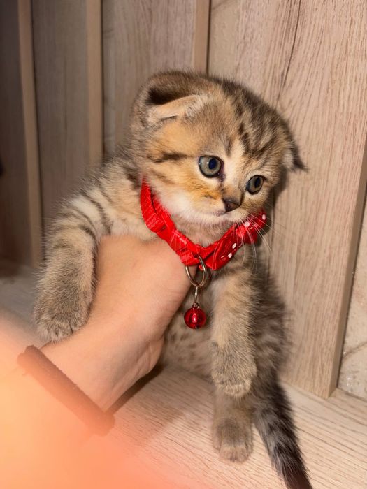 Шотланский Скоттиш Фолд! Золотая шиншилла табби!